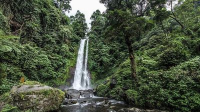 Dolphin Lovina & Bedugul Tour Package - Image - 12160